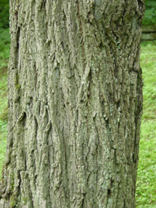 Black walnut bark